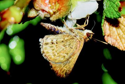 弧弄蝶 Aeromachus inachus formosana 性別不明