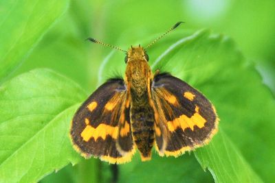 黃斑弄蝶 Potanthus confucius angustatus 性別不明