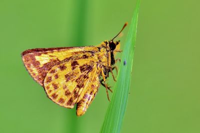 小黃星弄蝶 Ampittia dioscorides etura 性別不明