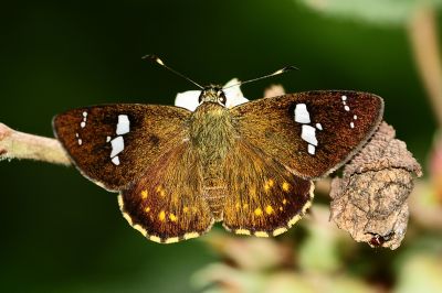 尖翅星弄蝶 Celaenorrhinus pulomaya formosanus 性別不明