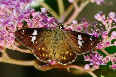 尖翅星弄蝶 Celaenorrhinus pulomaya formosanus 性別不明