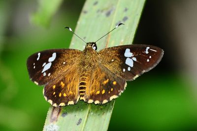小星弄蝶 Celaenorrhinus ratna 性別不明