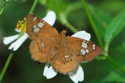 臺灣窗弄蝶 Coladenia pinsbukana