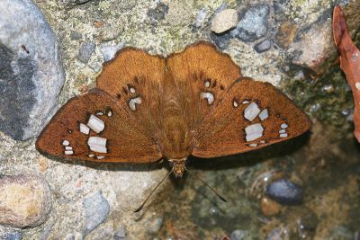 臺灣窗弄蝶 Coladenia pinsbukana 雄蟲