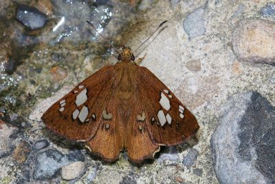 臺灣窗弄蝶 Coladenia pinsbukana 雄蟲