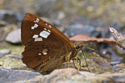 臺灣窗弄蝶 Coladenia pinsbukana 雄蟲