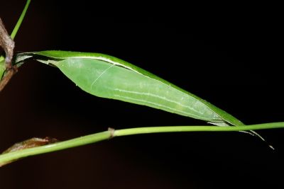 禾弄蝶 Borbo cinnara