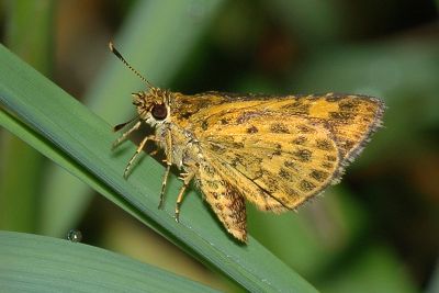 小黃星弄蝶 Ampittia dioscorides etura 雄蟲