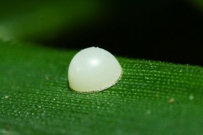 禾弄蝶 Borbo cinnara