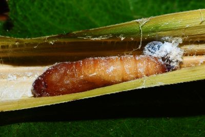 寬邊橙斑弄蝶 Telicota ohara formosana