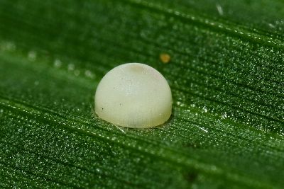 寬邊橙斑弄蝶 Telicota ohara formosana