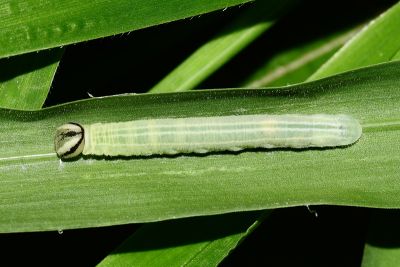 禾弄蝶 Borbo cinnara