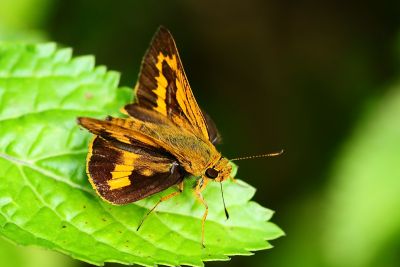 寬邊橙斑弄蝶 Telicota ohara formosana 雄蟲
