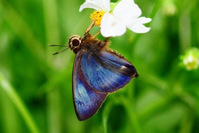 南風絨弄蝶 Hasora mixta limata 雄蟲