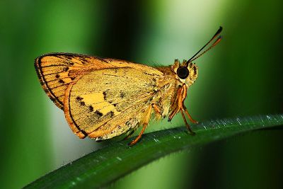 寬邊橙斑弄蝶 Telicota ohara formosana