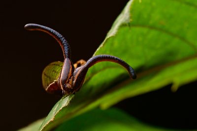 流星蛺蝶 Dichorragia nesimachus formosanus