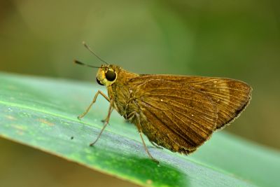 巨褐弄蝶 Pelopidas conjuncta 性別不明