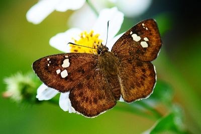 黃襟弄蝶 Pseudocoladenia dan sadakoe 性別不明