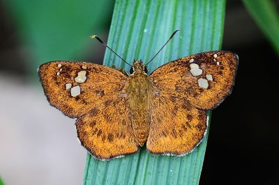黃襟弄蝶 Pseudocoladenia dan sadakoe 性別不明