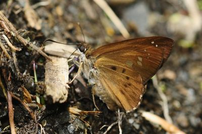 臺灣瑟弄蝶 Seseria formosana 性別不明