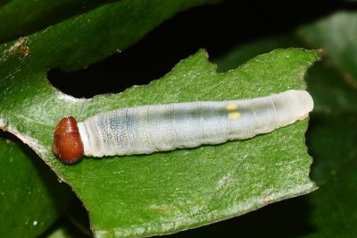 白裙弄蝶 Tagiades cohaerens