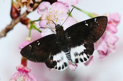 白裙弄蝶 Tagiades cohaerens