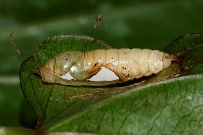 白裙弄蝶 Tagiades cohaerens