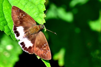 熱帶白裙弄蝶 Tagiades trebellius martinus 性別不明