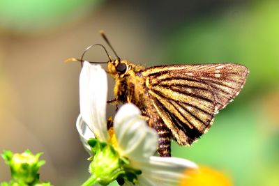 臺灣脈弄蝶 Praethoressa horishana 性別不明