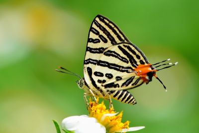 三斑虎灰蝶 Spindasis syama lamuae 性別不明