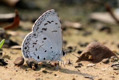 靛色琉灰蝶 Acytolepis puspa myla 雄蟲
