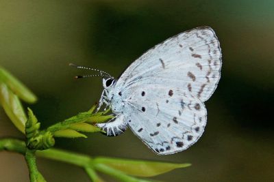 靛色琉灰蝶 Acytolepis puspa myla 雌蟲