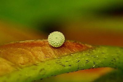 靛色琉灰蝶 Acytolepis puspa myla