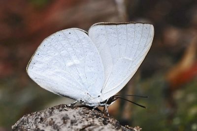 臺灣銀灰蝶 Curetis brunnea 性別不明