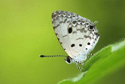 黑星灰蝶 Megisba malaya sikkima 雌蟲