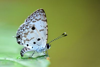 黑星灰蝶 Megisba malaya sikkima 雄蟲