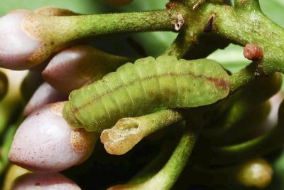 大娜波灰蝶 Nacaduba kurava therasia