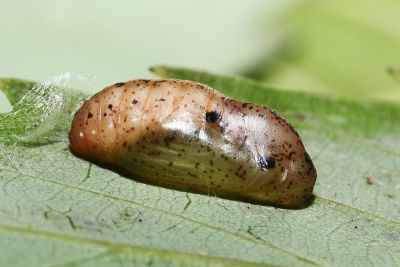 大娜波灰蝶 Nacaduba kurava therasia