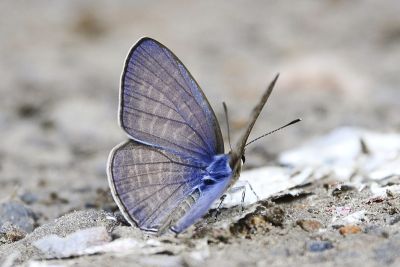 大娜波灰蝶 Nacaduba kurava therasia 雄蟲