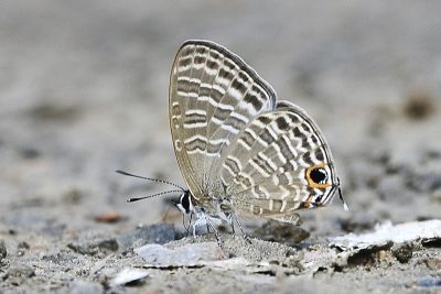 大娜波灰蝶 Nacaduba kurava therasia 雄蟲