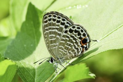 大娜波灰蝶 Nacaduba kurava therasia 雌蟲