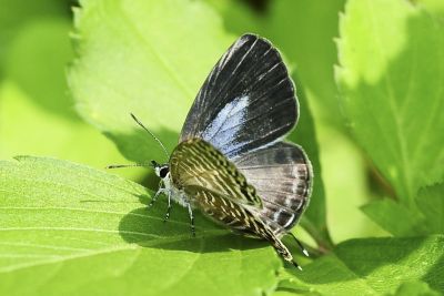 大娜波灰蝶 Nacaduba kurava therasia 雌蟲