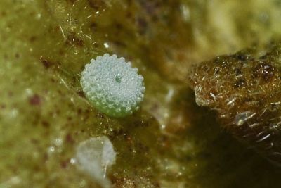 奇波灰蝶 Euchrysops cnejus