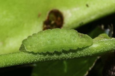 奇波灰蝶 Euchrysops cnejus