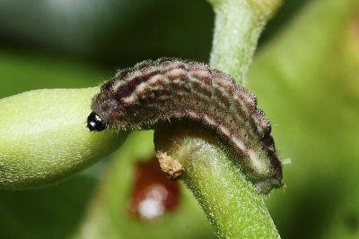 奇波灰蝶 Euchrysops cnejus