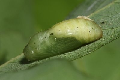 奇波灰蝶 Euchrysops cnejus