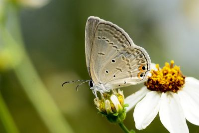奇波灰蝶 Euchrysops cnejus 性別不明