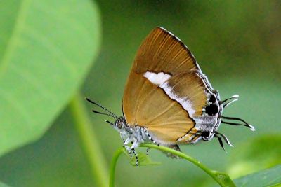 小鑽灰蝶 Horaga albimacula triumphalis 性別不明