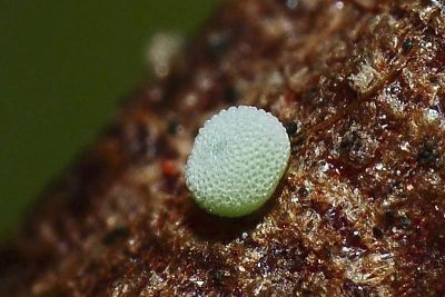 密點玄灰蝶 Tongeia filicaudis mushanus