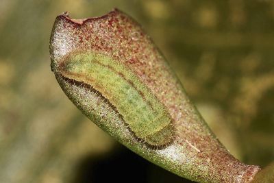 密點玄灰蝶 Tongeia filicaudis mushanus